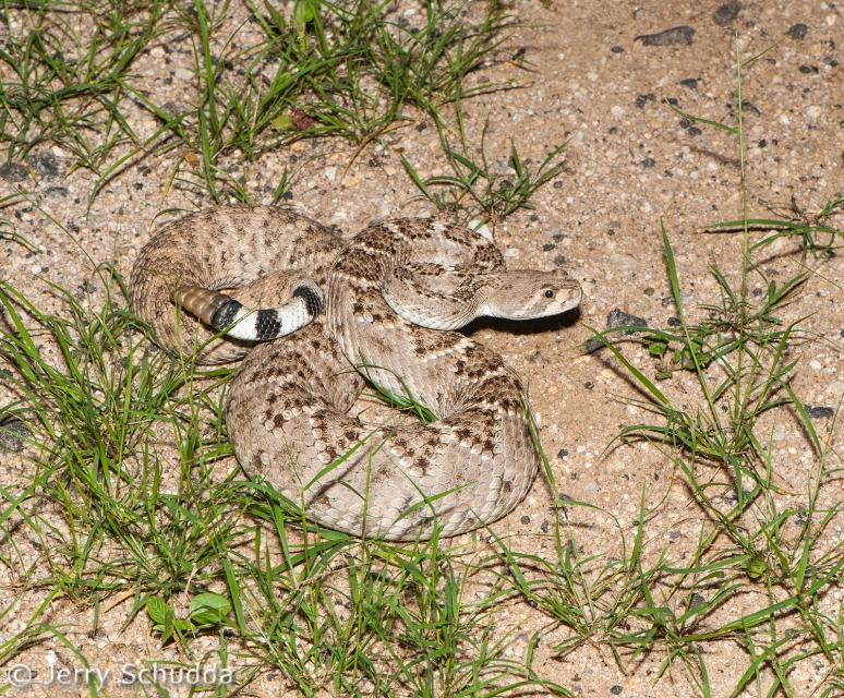 Western Diamondback Rattlesnake 8