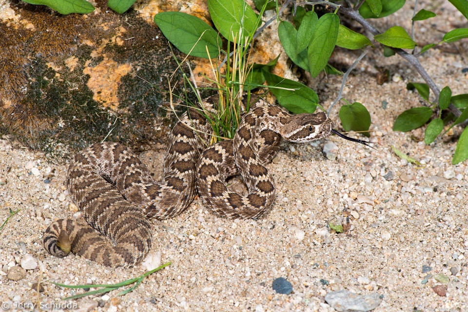 Western Diamondback Rattlesnake