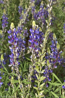 Lupine 1