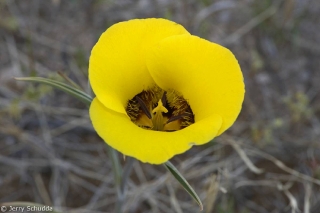 Mariposa Lily 1