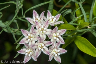 Milkweed Vine 1