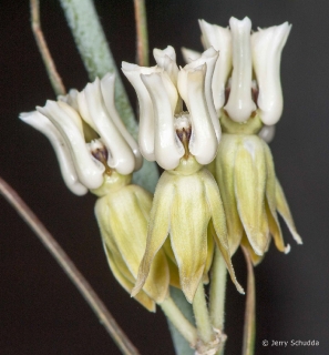 Desert Milkweed