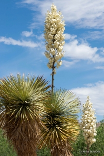 Soaptree Yucca