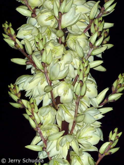 Soaptree Yucca 1