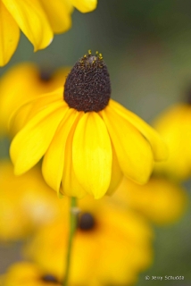 Coneflower 2