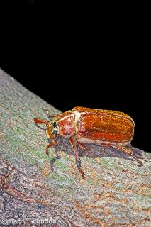 Beetle-Scarab