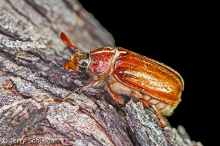 Beetle-Scarab 1