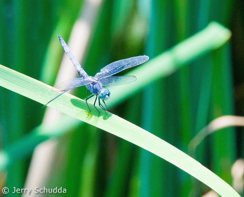 Blue Dasher Dragonfly 1