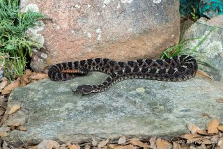 Arizona Black Rattlesnake