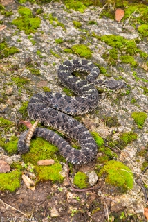 Arizona Black Rattlesnake 10