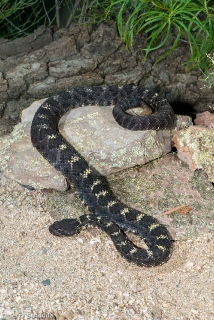 Arizona Black Rattlesnake 5