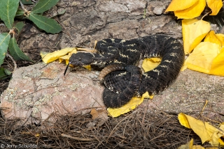 Arizona Black Rattlesnake 6