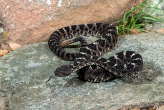 Arizona Black Rattlesnake 12