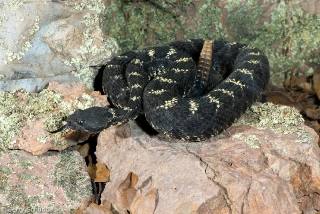 Arizona Black Rattlesnake 3