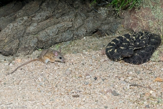 Arizona Black Rattlesnake 4