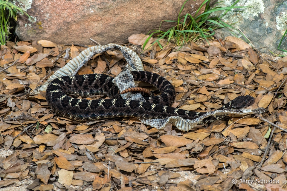 Arizona Black Rattlesnake 11