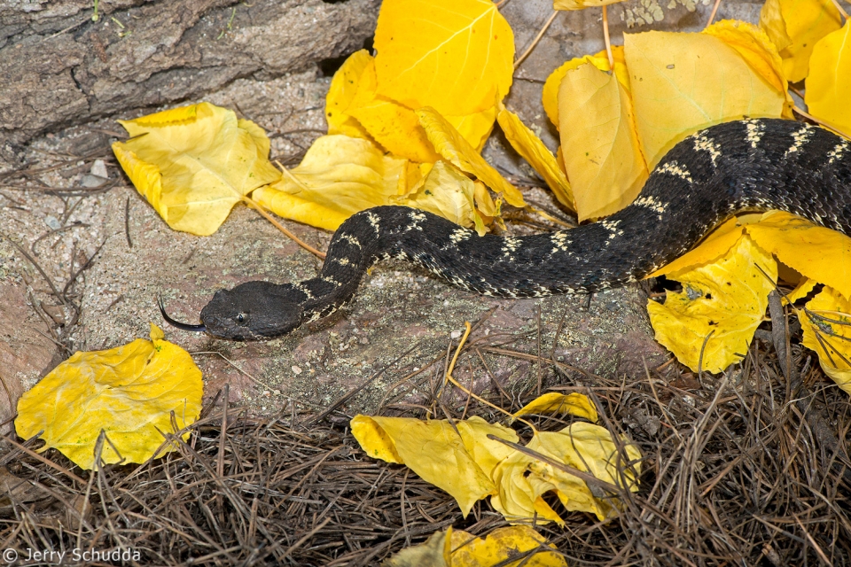 Arizona Black Rattlesnake 7