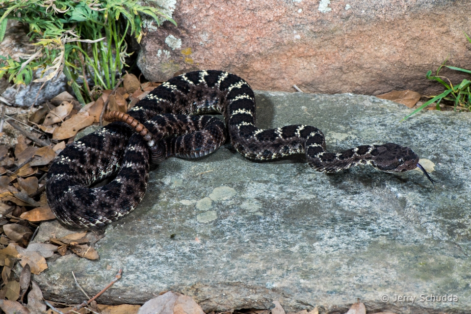 Arizona Black Rattlesnake 13