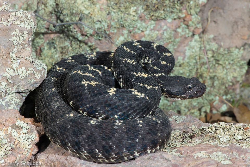 Arizona Black Rattlesnake