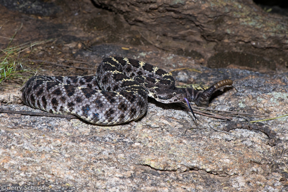 Arizona Black Rattlesnake 8