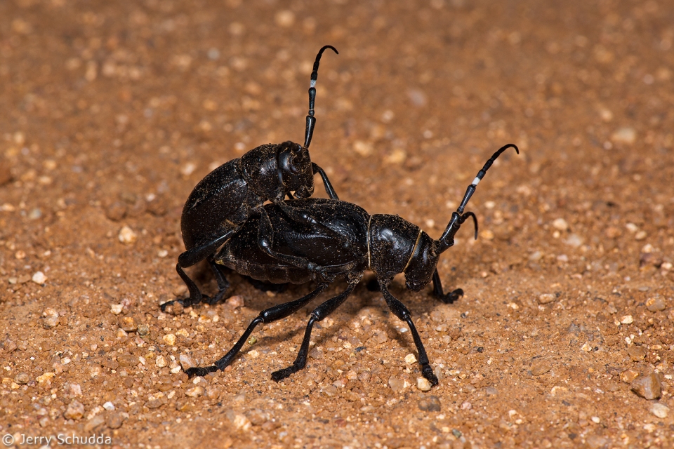 Cactus Longhorn Beetle 1
