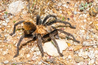 Tarantula