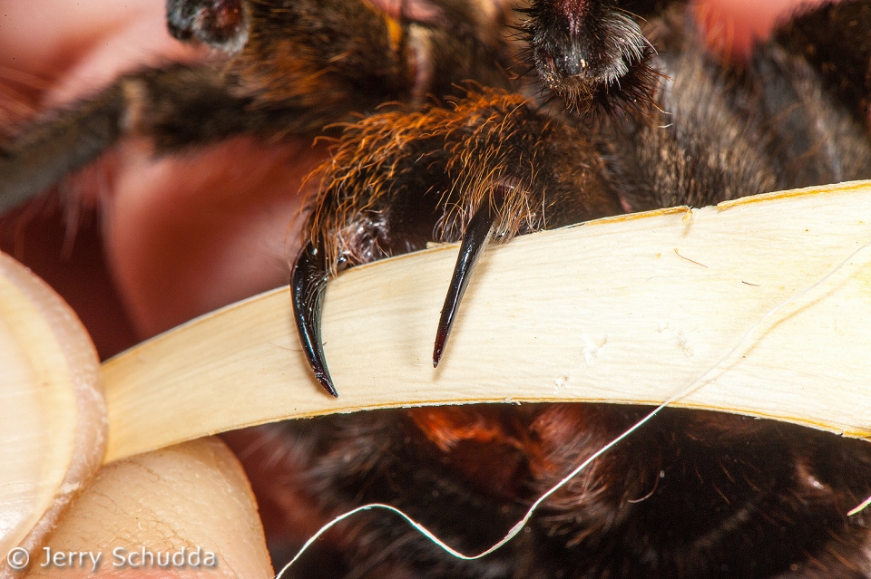 Tarantula Fangs 2