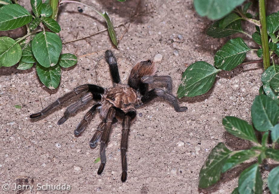 Tarantula male So. Arizona 1