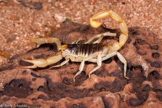 Giant Desert Hairy Scorpion 