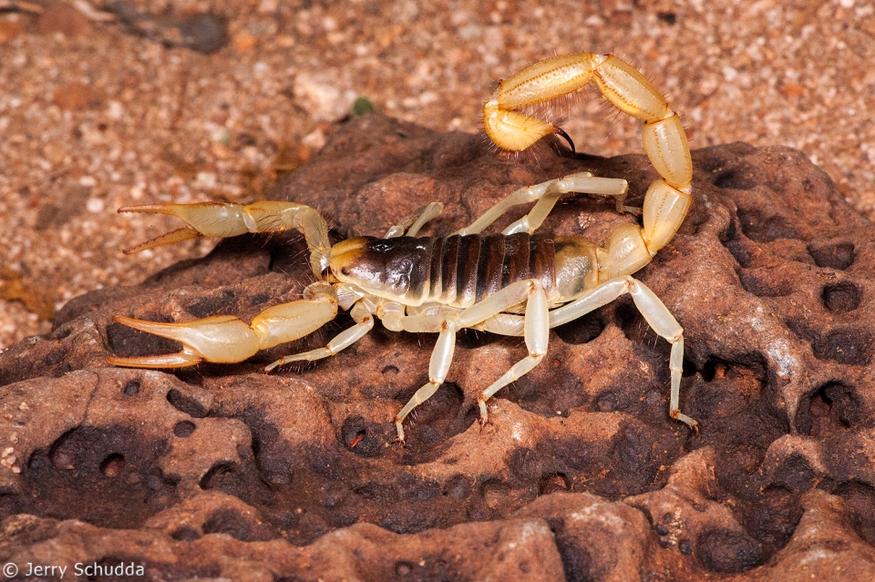 Giant Desert Hairy Scorpion 1