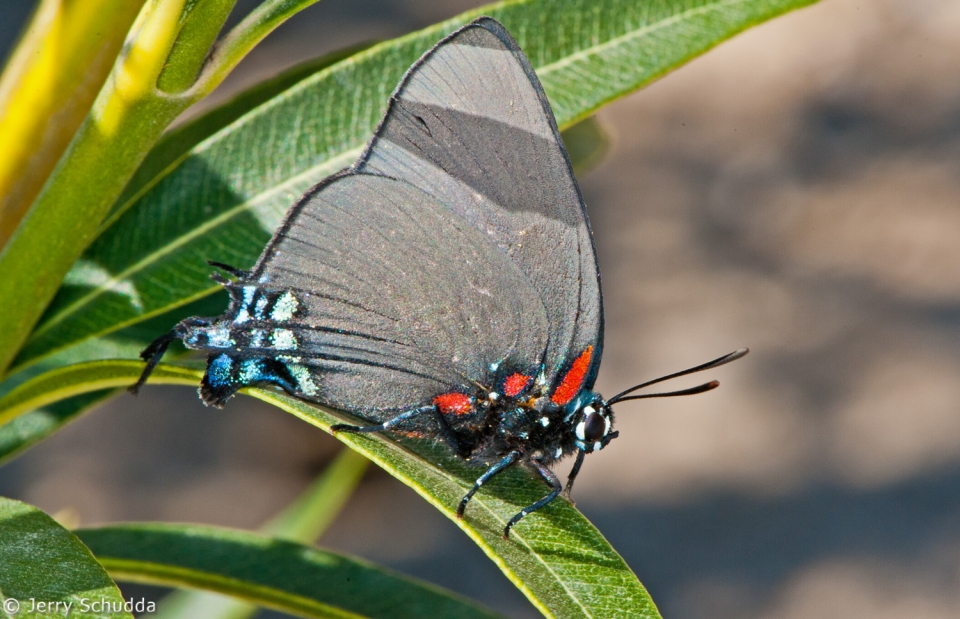 Great Purple Hairstreak 1