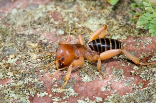 Jerusalem Cricket 2