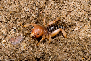 Jerusalem Cricket 1