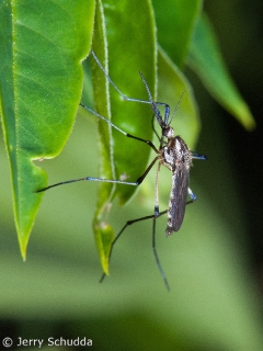 Mosquito 1