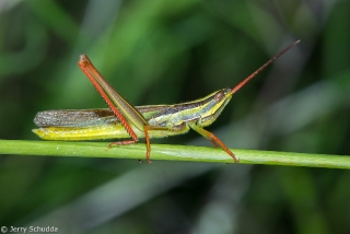 Painted Grasshopper 1