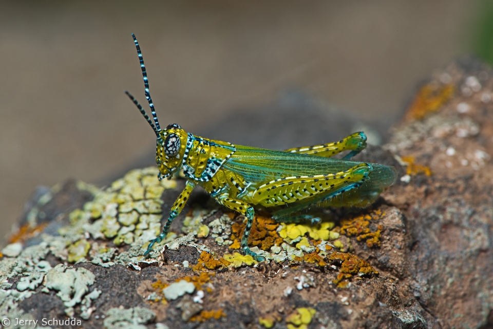 Panther-spotted Grasshopper 1