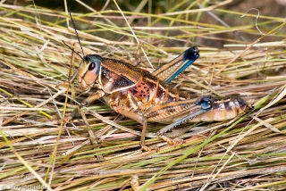 Plains Lubber 1