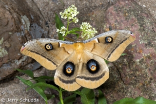 Polyphemus Moth 2