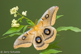 Polyphemus Moth 1