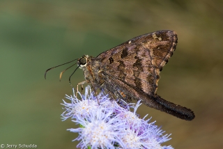 Dorantes Longtail