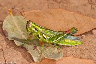 Snakeweed Grasshopper 1