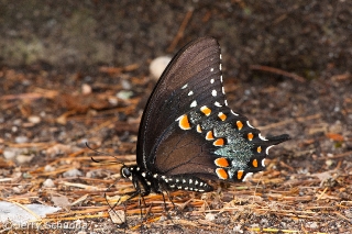 Spicebush Swallowtail Butterfly 1