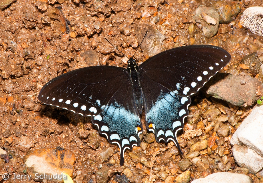 Spicebush Swallowtail Butterfly