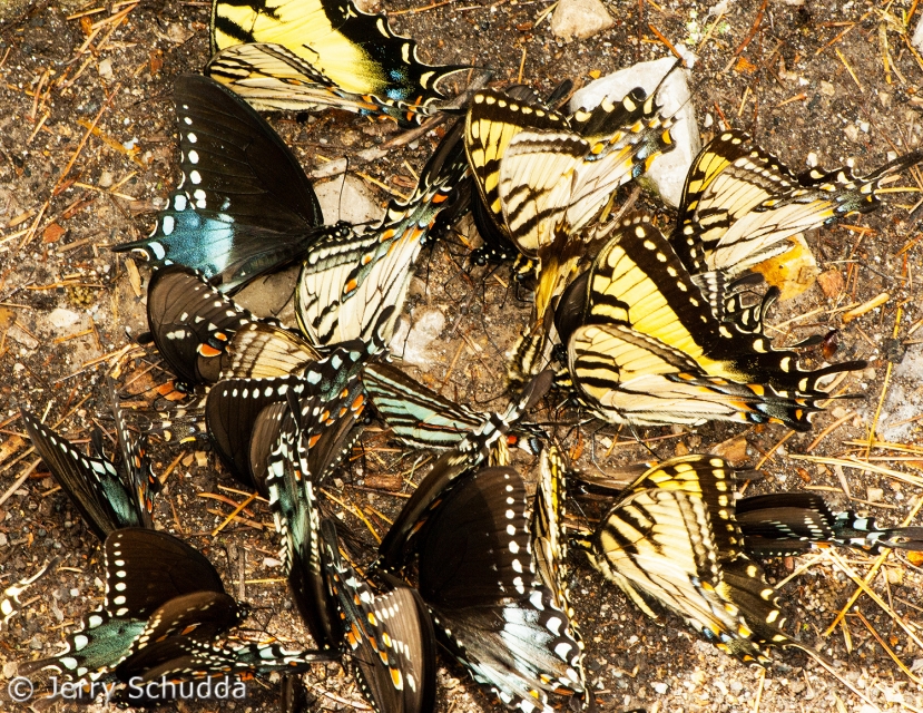 Spicebush & Eastern Tiger Swallowtails 1