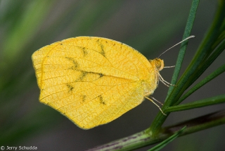 Tailed Orange 1