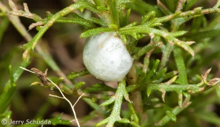 Spittle Bug nest 1