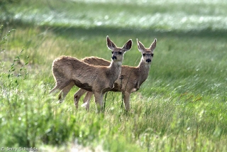 Mule Deer 1