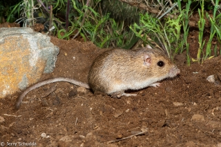 Bailey's Pocket Mouse 1