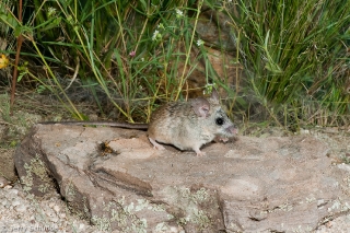 Pinyon Mouse 1