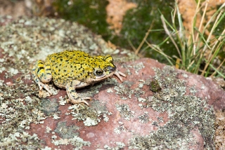 Green Toad